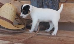Russell Terrier Puppies for Sale