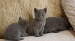 GBFD Russian Blue kittens