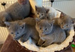 HEALTHY RUSSIAN BLUE KITTENS FOR SALE