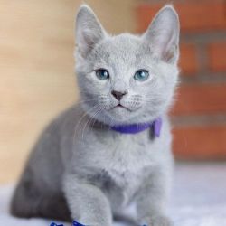 Alisa Russian Blue Kitten