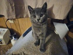 Russian Blue x Ragdoll kittens available for immediate adoption/rehomi