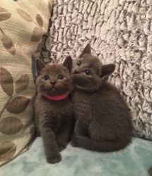 gorgeous Russian blue kittens ready for viewing soon.