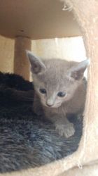 All Grey Hypoallergenic Russian Blue Kittens For Adoption