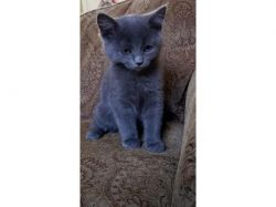 Adorable Russian Blue Kittens Available