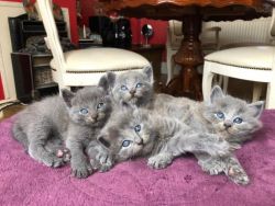 Cute and Lovely Home Trained Russian Blue kittens