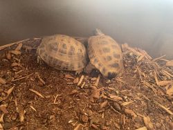 Two Russian Tortoises