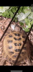 Male Russian tortoise