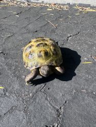 Russian tortoise with outdoor turtle cage