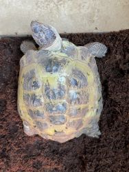 9 inch Russian tortoise for sale