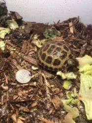 Re homing a small Russian tortoise