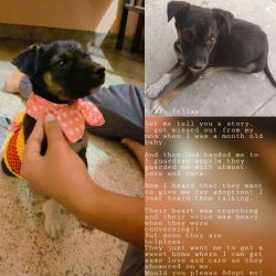 Adopt for puppy