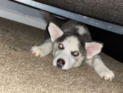 Selling pure breed husky puppy