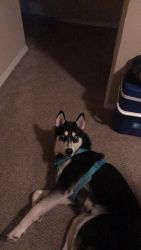 I’m looking to sell my husky because I can’t have him in the apartment