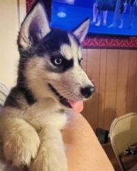Husky Puppy is Ready for a New Home