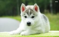 Cute Siberian Husky Puppies Text(xxx) xxx-xxx5