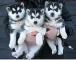 Siberian Husky puppies for sale (xxx) xxxxxx5