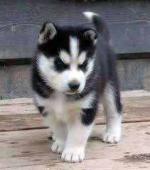 Blue eyes siberian husky puppies available now