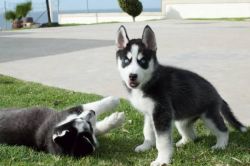 Lovely S.huskies Available In California