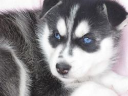 Ready now siberian husky puppies for sale