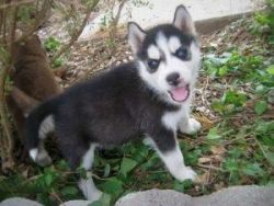 Well Trained Siberian Husky Puppies For Free