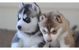 Cute and Trained Siberian Husky Puppies