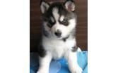 Top Quality Siberian Husky Puppies For Adoption