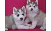 Female And Male Siberian Husky Puppies For Sale