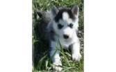 Quality Siberian Husky Puppies for Adoption