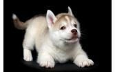 Siberian Husky Pups for Adoption