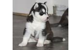 Home Raised Siberian Husky Puppies text