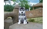 Quality siberian husky puppies available