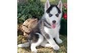 Family Raised Siberian Husky Pups