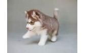Adorable Siberian Husky Puppies for Rehoming