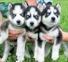 Siberian Husky puppies are good for your home