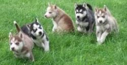 Nice Siberian husky Puppies