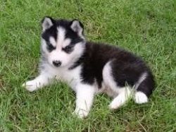 Siberian Husky registered puppies