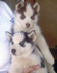 AKC Siberuan Puppies 11weeks