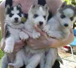 Registered Siberian Husky Puppies (akc Reg.)