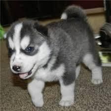 Siberian Husky Puppies For Re-homing