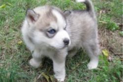Gift Siberian Husky puppies for adoption