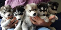 Success Siberian Husky Puppies