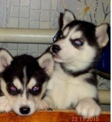 AKC registered siberian husky puppies