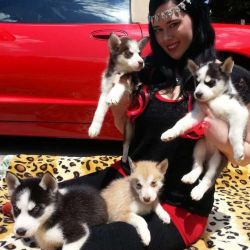Ready Now Siberian Husky Puppies With Blue Eyes