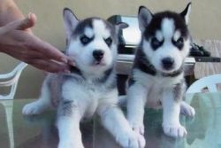Siberian Husky Puppies. Call/text(xxx) xxx-xxx4