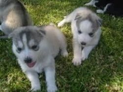 Adorable Siberian Husky Puppies At (xxx) xxx-xxx4