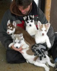 Akc Trained Blue Eyed Siberian Husky Puppies