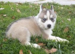We have pure bred Siberian husky puppies