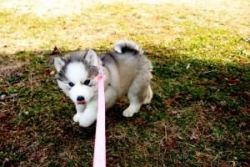 cute siberian husky puppy for sale