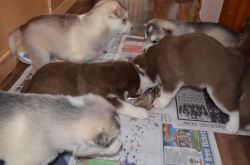 Male And Female Siberian Husky Puppies Available
