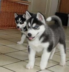 siberian husky puppy for adoption